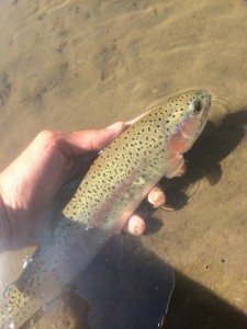 This is one of the rainbow trout Carson has caught while fly-fishing.