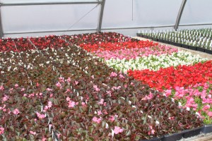 IMG_2802web