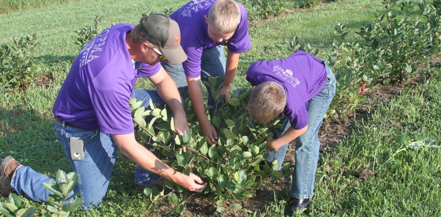 Fopma family to sell first crop of nutrient-rich fruit