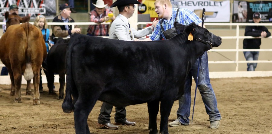 JVM Cattle Company wins big in Colorado