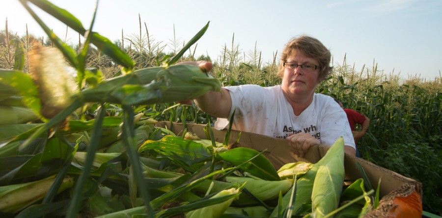 Van Manen family’s sweet corn nourishes thousands statewide