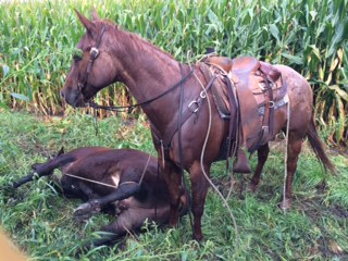Skilled cowboys, dogs, horses work to round up Van Wyks’ loose steers