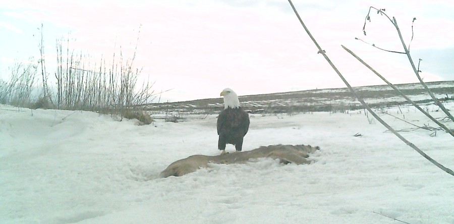 Bald eagle caught on trail-cam