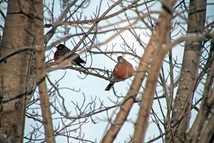 Signs of Spring
