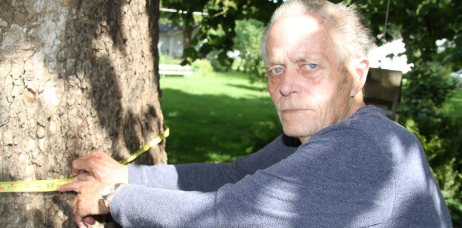 Rare sycamore tree grows tall at Carter residence