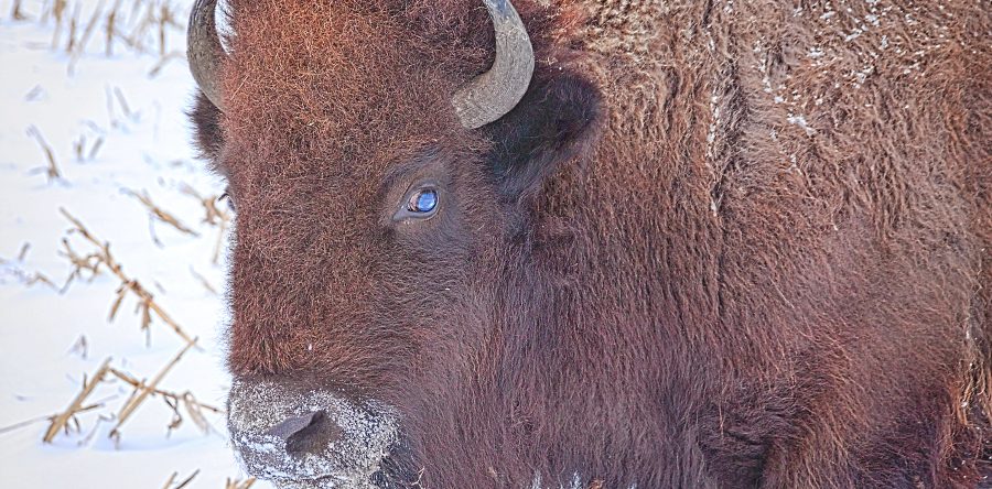 WHERE THE BUFFALO ROAM: New endeavor taps into unique interest to bring massive buffalo to rural Sully