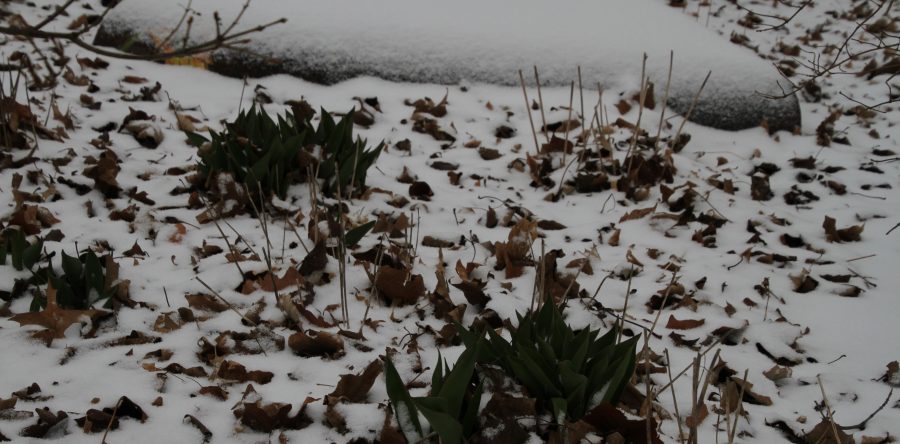 This is spring?