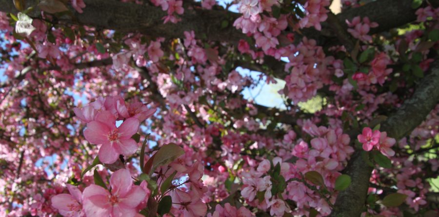 Spring has sprung … finally!