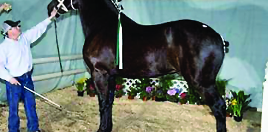 Mar Kar Farms tops sale, sets new record