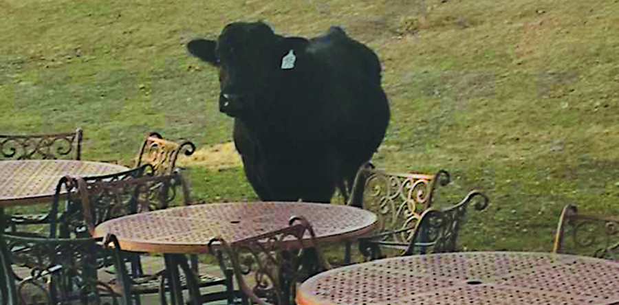 Lynnville welcomes special four-legged visitor