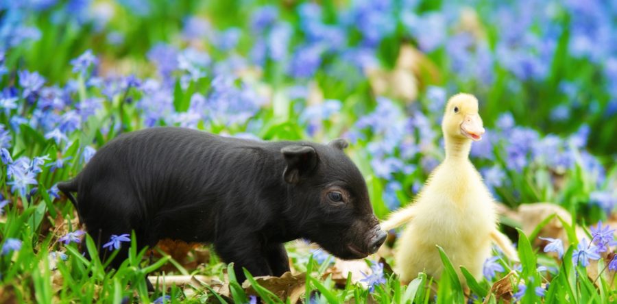 K-Farm’s spring animal births re-ignite a labor of love for the Kesling family