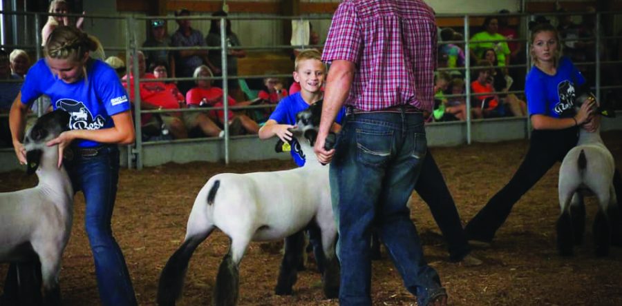 Special edition livestock shows pave the way for local youth to exhibit during COVID-19