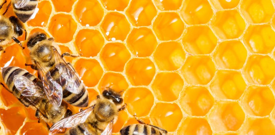 National Honey Bee Day, August 15, by Deb Johnson