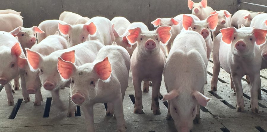 Farm to Table by Julie Van Manen – October is National Pork Month