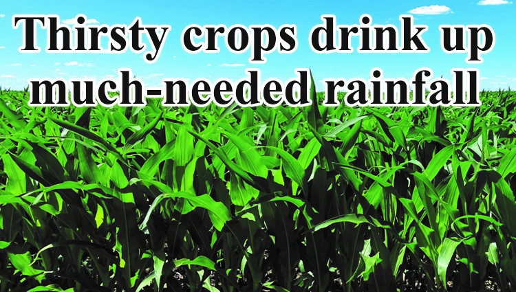Thirsty crops rejoice in rainfall