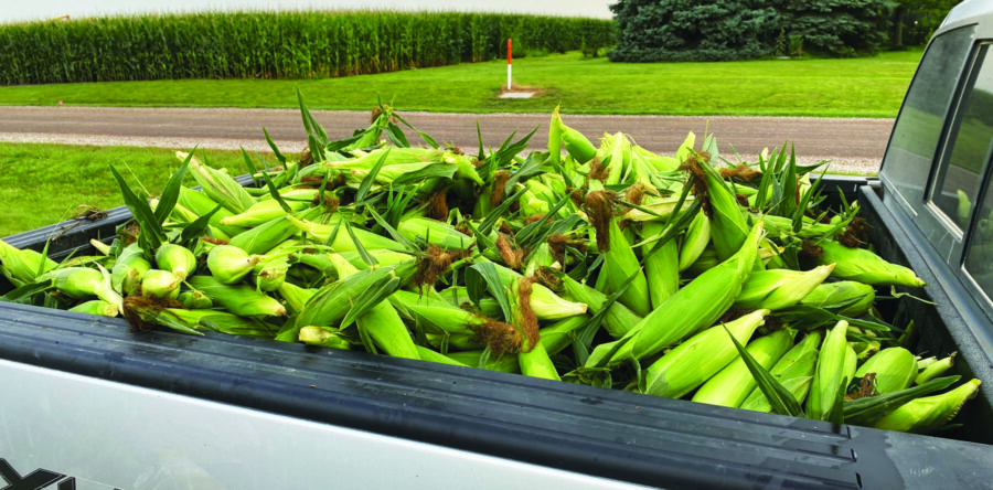 Sweet corn on the menu for SCS students this school year