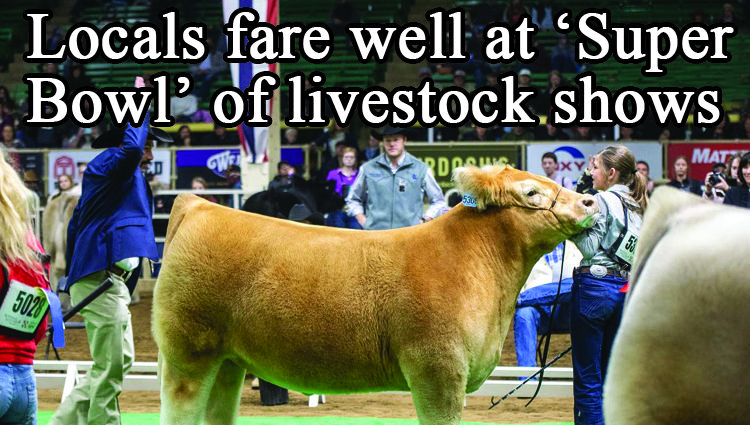 Local cattle companies experience success at ‘Super Bowl’ of livestock shows
