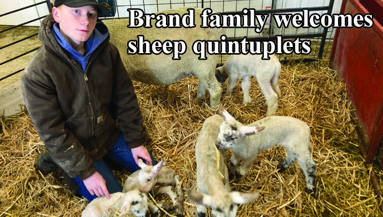 Brands’ healthy lamb quintuplets are a ‘one-in-a-million’ experience