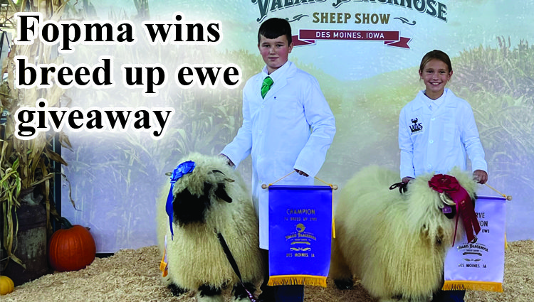 Jonah Fopma wins breed up ewe giveaway at National Valais Blacknose Sheep Show