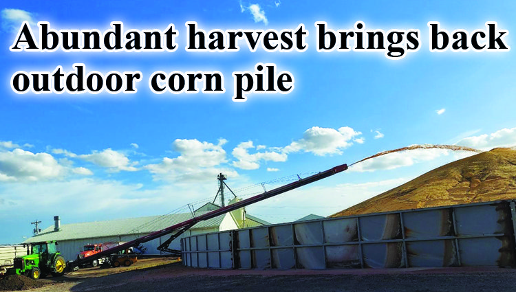 Abundant harvest brings back outdoor corn pile