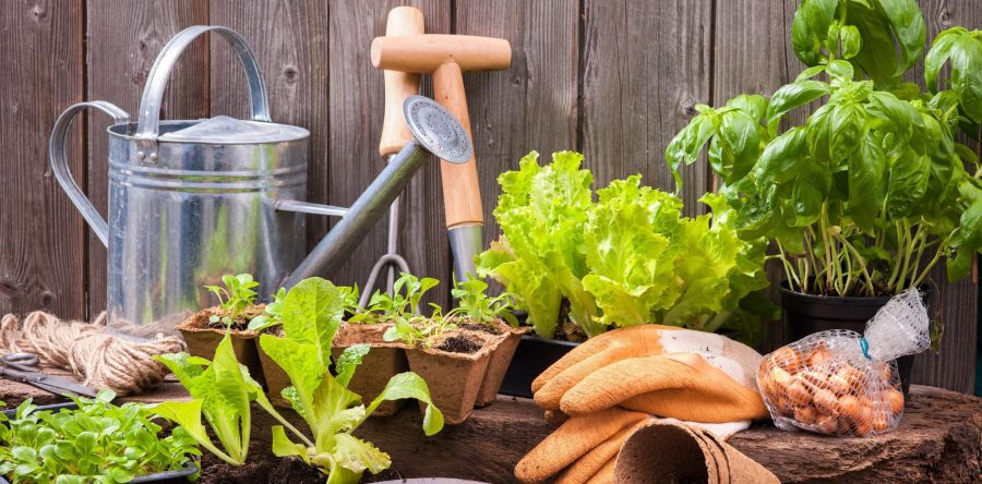 Dreaming of gardening goodness